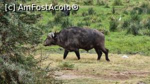 [P15] bivol african » foto by robert
 - 
<span class="allrVoted glyphicon glyphicon-heart hidden" id="av1275443"></span>
<a class="m-l-10 hidden" id="sv1275443" onclick="voting_Foto_DelVot(,1275443,3516)" role="button">șterge vot <span class="glyphicon glyphicon-remove"></span></a>
<a id="v91275443" class=" c-red"  onclick="voting_Foto_SetVot(1275443)" role="button"><span class="glyphicon glyphicon-heart-empty"></span> <b>LIKE</b> = Votează poza</a> <img class="hidden"  id="f1275443W9" src="/imagini/loader.gif" border="0" /><span class="AjErrMes hidden" id="e1275443ErM"></span>