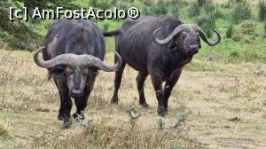 [P16] buffalo este denumirea lor » foto by robert
 - 
<span class="allrVoted glyphicon glyphicon-heart hidden" id="av1275444"></span>
<a class="m-l-10 hidden" id="sv1275444" onclick="voting_Foto_DelVot(,1275444,3516)" role="button">șterge vot <span class="glyphicon glyphicon-remove"></span></a>
<a id="v91275444" class=" c-red"  onclick="voting_Foto_SetVot(1275444)" role="button"><span class="glyphicon glyphicon-heart-empty"></span> <b>LIKE</b> = Votează poza</a> <img class="hidden"  id="f1275444W9" src="/imagini/loader.gif" border="0" /><span class="AjErrMes hidden" id="e1275444ErM"></span>