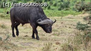 [P17] bivol african » foto by robert
 - 
<span class="allrVoted glyphicon glyphicon-heart hidden" id="av1275445"></span>
<a class="m-l-10 hidden" id="sv1275445" onclick="voting_Foto_DelVot(,1275445,3516)" role="button">șterge vot <span class="glyphicon glyphicon-remove"></span></a>
<a id="v91275445" class=" c-red"  onclick="voting_Foto_SetVot(1275445)" role="button"><span class="glyphicon glyphicon-heart-empty"></span> <b>LIKE</b> = Votează poza</a> <img class="hidden"  id="f1275445W9" src="/imagini/loader.gif" border="0" /><span class="AjErrMes hidden" id="e1275445ErM"></span>