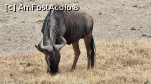 [P30] antilopa gnu » foto by robert
 - 
<span class="allrVoted glyphicon glyphicon-heart hidden" id="av1275458"></span>
<a class="m-l-10 hidden" id="sv1275458" onclick="voting_Foto_DelVot(,1275458,3516)" role="button">șterge vot <span class="glyphicon glyphicon-remove"></span></a>
<a id="v91275458" class=" c-red"  onclick="voting_Foto_SetVot(1275458)" role="button"><span class="glyphicon glyphicon-heart-empty"></span> <b>LIKE</b> = Votează poza</a> <img class="hidden"  id="f1275458W9" src="/imagini/loader.gif" border="0" /><span class="AjErrMes hidden" id="e1275458ErM"></span>