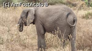 [P05] elefant african » foto by robert
 - 
<span class="allrVoted glyphicon glyphicon-heart hidden" id="av1275433"></span>
<a class="m-l-10 hidden" id="sv1275433" onclick="voting_Foto_DelVot(,1275433,3516)" role="button">șterge vot <span class="glyphicon glyphicon-remove"></span></a>
<a id="v91275433" class=" c-red"  onclick="voting_Foto_SetVot(1275433)" role="button"><span class="glyphicon glyphicon-heart-empty"></span> <b>LIKE</b> = Votează poza</a> <img class="hidden"  id="f1275433W9" src="/imagini/loader.gif" border="0" /><span class="AjErrMes hidden" id="e1275433ErM"></span>