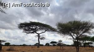 [P11] Parcul National Tarangire » foto by robert
 - 
<span class="allrVoted glyphicon glyphicon-heart hidden" id="av1282059"></span>
<a class="m-l-10 hidden" id="sv1282059" onclick="voting_Foto_DelVot(,1282059,3516)" role="button">șterge vot <span class="glyphicon glyphicon-remove"></span></a>
<a id="v91282059" class=" c-red"  onclick="voting_Foto_SetVot(1282059)" role="button"><span class="glyphicon glyphicon-heart-empty"></span> <b>LIKE</b> = Votează poza</a> <img class="hidden"  id="f1282059W9" src="/imagini/loader.gif" border="0" /><span class="AjErrMes hidden" id="e1282059ErM"></span>