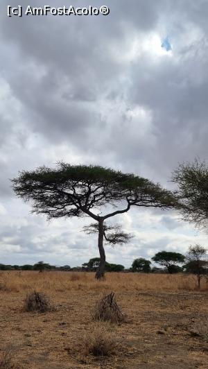 [P12] Parcul National Tarangire » foto by robert
 - 
<span class="allrVoted glyphicon glyphicon-heart hidden" id="av1282060"></span>
<a class="m-l-10 hidden" id="sv1282060" onclick="voting_Foto_DelVot(,1282060,3516)" role="button">șterge vot <span class="glyphicon glyphicon-remove"></span></a>
<a id="v91282060" class=" c-red"  onclick="voting_Foto_SetVot(1282060)" role="button"><span class="glyphicon glyphicon-heart-empty"></span> <b>LIKE</b> = Votează poza</a> <img class="hidden"  id="f1282060W9" src="/imagini/loader.gif" border="0" /><span class="AjErrMes hidden" id="e1282060ErM"></span>