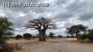 [P21] Parcul National Tarangire » foto by robert
 - 
<span class="allrVoted glyphicon glyphicon-heart hidden" id="av1282069"></span>
<a class="m-l-10 hidden" id="sv1282069" onclick="voting_Foto_DelVot(,1282069,3516)" role="button">șterge vot <span class="glyphicon glyphicon-remove"></span></a>
<a id="v91282069" class=" c-red"  onclick="voting_Foto_SetVot(1282069)" role="button"><span class="glyphicon glyphicon-heart-empty"></span> <b>LIKE</b> = Votează poza</a> <img class="hidden"  id="f1282069W9" src="/imagini/loader.gif" border="0" /><span class="AjErrMes hidden" id="e1282069ErM"></span>