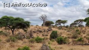[P22] Parcul National Tarangire » foto by robert
 - 
<span class="allrVoted glyphicon glyphicon-heart hidden" id="av1282070"></span>
<a class="m-l-10 hidden" id="sv1282070" onclick="voting_Foto_DelVot(,1282070,3516)" role="button">șterge vot <span class="glyphicon glyphicon-remove"></span></a>
<a id="v91282070" class=" c-red"  onclick="voting_Foto_SetVot(1282070)" role="button"><span class="glyphicon glyphicon-heart-empty"></span> <b>LIKE</b> = Votează poza</a> <img class="hidden"  id="f1282070W9" src="/imagini/loader.gif" border="0" /><span class="AjErrMes hidden" id="e1282070ErM"></span>