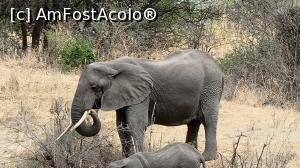 [P23] Parcul National Tarangire » foto by robert
 - 
<span class="allrVoted glyphicon glyphicon-heart hidden" id="av1282071"></span>
<a class="m-l-10 hidden" id="sv1282071" onclick="voting_Foto_DelVot(,1282071,3516)" role="button">șterge vot <span class="glyphicon glyphicon-remove"></span></a>
<a id="v91282071" class=" c-red"  onclick="voting_Foto_SetVot(1282071)" role="button"><span class="glyphicon glyphicon-heart-empty"></span> <b>LIKE</b> = Votează poza</a> <img class="hidden"  id="f1282071W9" src="/imagini/loader.gif" border="0" /><span class="AjErrMes hidden" id="e1282071ErM"></span>