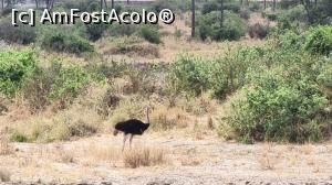 [P24] Parcul National Tarangire » foto by robert
 - 
<span class="allrVoted glyphicon glyphicon-heart hidden" id="av1282072"></span>
<a class="m-l-10 hidden" id="sv1282072" onclick="voting_Foto_DelVot(,1282072,3516)" role="button">șterge vot <span class="glyphicon glyphicon-remove"></span></a>
<a id="v91282072" class=" c-red"  onclick="voting_Foto_SetVot(1282072)" role="button"><span class="glyphicon glyphicon-heart-empty"></span> <b>LIKE</b> = Votează poza</a> <img class="hidden"  id="f1282072W9" src="/imagini/loader.gif" border="0" /><span class="AjErrMes hidden" id="e1282072ErM"></span>