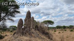 [P25] Parcul National Tarangire » foto by robert
 - 
<span class="allrVoted glyphicon glyphicon-heart hidden" id="av1282073"></span>
<a class="m-l-10 hidden" id="sv1282073" onclick="voting_Foto_DelVot(,1282073,3516)" role="button">șterge vot <span class="glyphicon glyphicon-remove"></span></a>
<a id="v91282073" class=" c-red"  onclick="voting_Foto_SetVot(1282073)" role="button"><span class="glyphicon glyphicon-heart-empty"></span> <b>LIKE</b> = Votează poza</a> <img class="hidden"  id="f1282073W9" src="/imagini/loader.gif" border="0" /><span class="AjErrMes hidden" id="e1282073ErM"></span>