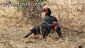 [P28] Parcul National Tarangire » foto by robert
 - 
<span class="allrVoted glyphicon glyphicon-heart hidden" id="av1282076"></span>
<a class="m-l-10 hidden" id="sv1282076" onclick="voting_Foto_DelVot(,1282076,3516)" role="button">șterge vot <span class="glyphicon glyphicon-remove"></span></a>
<a id="v91282076" class=" c-red"  onclick="voting_Foto_SetVot(1282076)" role="button"><span class="glyphicon glyphicon-heart-empty"></span> <b>LIKE</b> = Votează poza</a> <img class="hidden"  id="f1282076W9" src="/imagini/loader.gif" border="0" /><span class="AjErrMes hidden" id="e1282076ErM"></span>