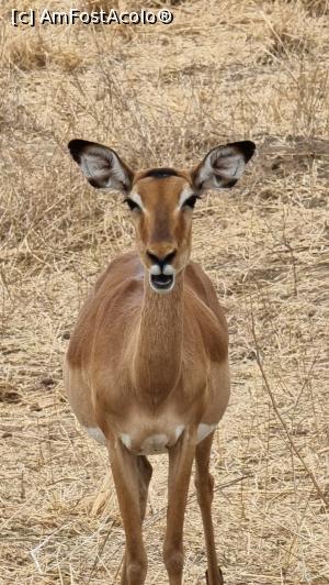 [P31] Parcul National Tarangire » foto by robert
 - 
<span class="allrVoted glyphicon glyphicon-heart hidden" id="av1282079"></span>
<a class="m-l-10 hidden" id="sv1282079" onclick="voting_Foto_DelVot(,1282079,3516)" role="button">șterge vot <span class="glyphicon glyphicon-remove"></span></a>
<a id="v91282079" class=" c-red"  onclick="voting_Foto_SetVot(1282079)" role="button"><span class="glyphicon glyphicon-heart-empty"></span> <b>LIKE</b> = Votează poza</a> <img class="hidden"  id="f1282079W9" src="/imagini/loader.gif" border="0" /><span class="AjErrMes hidden" id="e1282079ErM"></span>