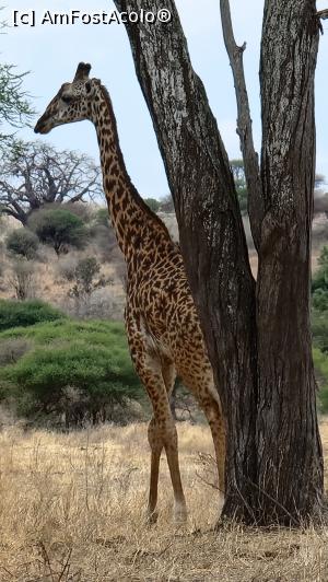 [P33] Parcul National Tarangire » foto by robert
 - 
<span class="allrVoted glyphicon glyphicon-heart hidden" id="av1282081"></span>
<a class="m-l-10 hidden" id="sv1282081" onclick="voting_Foto_DelVot(,1282081,3516)" role="button">șterge vot <span class="glyphicon glyphicon-remove"></span></a>
<a id="v91282081" class=" c-red"  onclick="voting_Foto_SetVot(1282081)" role="button"><span class="glyphicon glyphicon-heart-empty"></span> <b>LIKE</b> = Votează poza</a> <img class="hidden"  id="f1282081W9" src="/imagini/loader.gif" border="0" /><span class="AjErrMes hidden" id="e1282081ErM"></span>