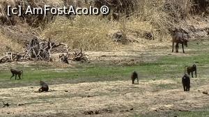 [P35] Parcul National Tarangire » foto by robert
 - 
<span class="allrVoted glyphicon glyphicon-heart hidden" id="av1282083"></span>
<a class="m-l-10 hidden" id="sv1282083" onclick="voting_Foto_DelVot(,1282083,3516)" role="button">șterge vot <span class="glyphicon glyphicon-remove"></span></a>
<a id="v91282083" class=" c-red"  onclick="voting_Foto_SetVot(1282083)" role="button"><span class="glyphicon glyphicon-heart-empty"></span> <b>LIKE</b> = Votează poza</a> <img class="hidden"  id="f1282083W9" src="/imagini/loader.gif" border="0" /><span class="AjErrMes hidden" id="e1282083ErM"></span>