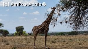 [P41] Parcul National Tarangire » foto by robert
 - 
<span class="allrVoted glyphicon glyphicon-heart hidden" id="av1282089"></span>
<a class="m-l-10 hidden" id="sv1282089" onclick="voting_Foto_DelVot(,1282089,3516)" role="button">șterge vot <span class="glyphicon glyphicon-remove"></span></a>
<a id="v91282089" class=" c-red"  onclick="voting_Foto_SetVot(1282089)" role="button"><span class="glyphicon glyphicon-heart-empty"></span> <b>LIKE</b> = Votează poza</a> <img class="hidden"  id="f1282089W9" src="/imagini/loader.gif" border="0" /><span class="AjErrMes hidden" id="e1282089ErM"></span>