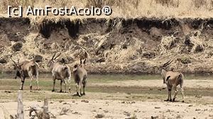 [P43] Parcul National Tarangire » foto by robert
 - 
<span class="allrVoted glyphicon glyphicon-heart hidden" id="av1282091"></span>
<a class="m-l-10 hidden" id="sv1282091" onclick="voting_Foto_DelVot(,1282091,3516)" role="button">șterge vot <span class="glyphicon glyphicon-remove"></span></a>
<a id="v91282091" class=" c-red"  onclick="voting_Foto_SetVot(1282091)" role="button"><span class="glyphicon glyphicon-heart-empty"></span> <b>LIKE</b> = Votează poza</a> <img class="hidden"  id="f1282091W9" src="/imagini/loader.gif" border="0" /><span class="AjErrMes hidden" id="e1282091ErM"></span>