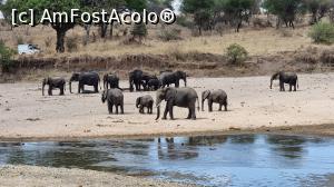 [P50] Parcul National Tarangire » foto by robert
 - 
<span class="allrVoted glyphicon glyphicon-heart hidden" id="av1282098"></span>
<a class="m-l-10 hidden" id="sv1282098" onclick="voting_Foto_DelVot(,1282098,3516)" role="button">șterge vot <span class="glyphicon glyphicon-remove"></span></a>
<a id="v91282098" class=" c-red"  onclick="voting_Foto_SetVot(1282098)" role="button"><span class="glyphicon glyphicon-heart-empty"></span> <b>LIKE</b> = Votează poza</a> <img class="hidden"  id="f1282098W9" src="/imagini/loader.gif" border="0" /><span class="AjErrMes hidden" id="e1282098ErM"></span>