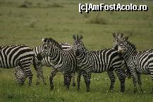[P16] Serengeti » foto by mariarosa
 - 
<span class="allrVoted glyphicon glyphicon-heart hidden" id="av83220"></span>
<a class="m-l-10 hidden" id="sv83220" onclick="voting_Foto_DelVot(,83220,3516)" role="button">șterge vot <span class="glyphicon glyphicon-remove"></span></a>
<a id="v983220" class=" c-red"  onclick="voting_Foto_SetVot(83220)" role="button"><span class="glyphicon glyphicon-heart-empty"></span> <b>LIKE</b> = Votează poza</a> <img class="hidden"  id="f83220W9" src="/imagini/loader.gif" border="0" /><span class="AjErrMes hidden" id="e83220ErM"></span>