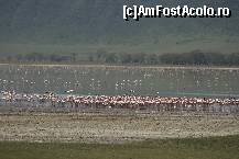 [P19] Flamingo la Ngorongoro » foto by mariarosa
 - 
<span class="allrVoted glyphicon glyphicon-heart hidden" id="av83223"></span>
<a class="m-l-10 hidden" id="sv83223" onclick="voting_Foto_DelVot(,83223,3516)" role="button">șterge vot <span class="glyphicon glyphicon-remove"></span></a>
<a id="v983223" class=" c-red"  onclick="voting_Foto_SetVot(83223)" role="button"><span class="glyphicon glyphicon-heart-empty"></span> <b>LIKE</b> = Votează poza</a> <img class="hidden"  id="f83223W9" src="/imagini/loader.gif" border="0" /><span class="AjErrMes hidden" id="e83223ErM"></span>