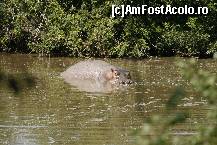 [P05] Serengeti-un hipopotam la Grumeti River » foto by mariarosa
 - 
<span class="allrVoted glyphicon glyphicon-heart hidden" id="av83208"></span>
<a class="m-l-10 hidden" id="sv83208" onclick="voting_Foto_DelVot(,83208,3516)" role="button">șterge vot <span class="glyphicon glyphicon-remove"></span></a>
<a id="v983208" class=" c-red"  onclick="voting_Foto_SetVot(83208)" role="button"><span class="glyphicon glyphicon-heart-empty"></span> <b>LIKE</b> = Votează poza</a> <img class="hidden"  id="f83208W9" src="/imagini/loader.gif" border="0" /><span class="AjErrMes hidden" id="e83208ErM"></span>