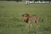 [P08] The king... » foto by mariarosa
 - 
<span class="allrVoted glyphicon glyphicon-heart hidden" id="av83211"></span>
<a class="m-l-10 hidden" id="sv83211" onclick="voting_Foto_DelVot(,83211,3516)" role="button">șterge vot <span class="glyphicon glyphicon-remove"></span></a>
<a id="v983211" class=" c-red"  onclick="voting_Foto_SetVot(83211)" role="button"><span class="glyphicon glyphicon-heart-empty"></span> <b>LIKE</b> = Votează poza</a> <img class="hidden"  id="f83211W9" src="/imagini/loader.gif" border="0" /><span class="AjErrMes hidden" id="e83211ErM"></span>