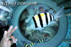 [P53] Vedere din afara submarinului » foto by Razeer2000
 - 
<span class="allrVoted glyphicon glyphicon-heart hidden" id="av1327057"></span>
<a class="m-l-10 hidden" id="sv1327057" onclick="voting_Foto_DelVot(,1327057,3529)" role="button">șterge vot <span class="glyphicon glyphicon-remove"></span></a>
<a id="v91327057" class=" c-red"  onclick="voting_Foto_SetVot(1327057)" role="button"><span class="glyphicon glyphicon-heart-empty"></span> <b>LIKE</b> = Votează poza</a> <img class="hidden"  id="f1327057W9" src="/imagini/loader.gif" border="0" /><span class="AjErrMes hidden" id="e1327057ErM"></span>