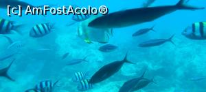 [P56] fauna locala vazuta din submarin » foto by Razeer2000
 - 
<span class="allrVoted glyphicon glyphicon-heart hidden" id="av1327060"></span>
<a class="m-l-10 hidden" id="sv1327060" onclick="voting_Foto_DelVot(,1327060,3529)" role="button">șterge vot <span class="glyphicon glyphicon-remove"></span></a>
<a id="v91327060" class=" c-red"  onclick="voting_Foto_SetVot(1327060)" role="button"><span class="glyphicon glyphicon-heart-empty"></span> <b>LIKE</b> = Votează poza</a> <img class="hidden"  id="f1327060W9" src="/imagini/loader.gif" border="0" /><span class="AjErrMes hidden" id="e1327060ErM"></span>