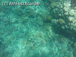 [P02] Diving :)  » foto by TinaP
 - 
<span class="allrVoted glyphicon glyphicon-heart hidden" id="av1107608"></span>
<a class="m-l-10 hidden" id="sv1107608" onclick="voting_Foto_DelVot(,1107608,3529)" role="button">șterge vot <span class="glyphicon glyphicon-remove"></span></a>
<a id="v91107608" class=" c-red"  onclick="voting_Foto_SetVot(1107608)" role="button"><span class="glyphicon glyphicon-heart-empty"></span> <b>LIKE</b> = Votează poza</a> <img class="hidden"  id="f1107608W9" src="/imagini/loader.gif" border="0" /><span class="AjErrMes hidden" id="e1107608ErM"></span>