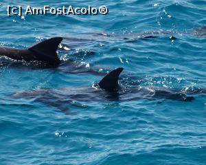 [P02] Delfini în Egipt » foto by CristynaD
 - 
<span class="allrVoted glyphicon glyphicon-heart hidden" id="av1116455"></span>
<a class="m-l-10 hidden" id="sv1116455" onclick="voting_Foto_DelVot(,1116455,3529)" role="button">șterge vot <span class="glyphicon glyphicon-remove"></span></a>
<a id="v91116455" class=" c-red"  onclick="voting_Foto_SetVot(1116455)" role="button"><span class="glyphicon glyphicon-heart-empty"></span> <b>LIKE</b> = Votează poza</a> <img class="hidden"  id="f1116455W9" src="/imagini/loader.gif" border="0" /><span class="AjErrMes hidden" id="e1116455ErM"></span>