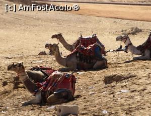 [P03]  -- <small>// FĂRĂ DESCRIERE</small> » foto by CristynaD
 - 
<span class="allrVoted glyphicon glyphicon-heart hidden" id="av1116456"></span>
<a class="m-l-10 hidden" id="sv1116456" onclick="voting_Foto_DelVot(,1116456,3529)" role="button">șterge vot <span class="glyphicon glyphicon-remove"></span></a>
<a id="v91116456" class=" c-red"  onclick="voting_Foto_SetVot(1116456)" role="button"><span class="glyphicon glyphicon-heart-empty"></span> <b>LIKE</b> = Votează poza</a> <img class="hidden"  id="f1116456W9" src="/imagini/loader.gif" border="0" /><span class="AjErrMes hidden" id="e1116456ErM"></span>