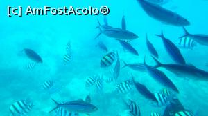 [P14] A &icirc;nceput spectacolul » foto by k-lator
 - 
<span class="allrVoted glyphicon glyphicon-heart hidden" id="av1224911"></span>
<a class="m-l-10 hidden" id="sv1224911" onclick="voting_Foto_DelVot(,1224911,3529)" role="button">șterge vot <span class="glyphicon glyphicon-remove"></span></a>
<a id="v91224911" class=" c-red"  onclick="voting_Foto_SetVot(1224911)" role="button"><span class="glyphicon glyphicon-heart-empty"></span> <b>LIKE</b> = Votează poza</a> <img class="hidden"  id="f1224911W9" src="/imagini/loader.gif" border="0" /><span class="AjErrMes hidden" id="e1224911ErM"></span>