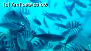 [P16] Frumuseți din Marea Roșie » foto by k-lator
 - 
<span class="allrVoted glyphicon glyphicon-heart hidden" id="av1224913"></span>
<a class="m-l-10 hidden" id="sv1224913" onclick="voting_Foto_DelVot(,1224913,3529)" role="button">șterge vot <span class="glyphicon glyphicon-remove"></span></a>
<a id="v91224913" class=" c-red"  onclick="voting_Foto_SetVot(1224913)" role="button"><span class="glyphicon glyphicon-heart-empty"></span> <b>LIKE</b> = Votează poza</a> <img class="hidden"  id="f1224913W9" src="/imagini/loader.gif" border="0" /><span class="AjErrMes hidden" id="e1224913ErM"></span>