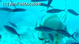 [P17] Frumuseți din Marea Roșie » foto by k-lator
 - 
<span class="allrVoted glyphicon glyphicon-heart hidden" id="av1224914"></span>
<a class="m-l-10 hidden" id="sv1224914" onclick="voting_Foto_DelVot(,1224914,3529)" role="button">șterge vot <span class="glyphicon glyphicon-remove"></span></a>
<a id="v91224914" class=" c-red"  onclick="voting_Foto_SetVot(1224914)" role="button"><span class="glyphicon glyphicon-heart-empty"></span> <b>LIKE</b> = Votează poza</a> <img class="hidden"  id="f1224914W9" src="/imagini/loader.gif" border="0" /><span class="AjErrMes hidden" id="e1224914ErM"></span>