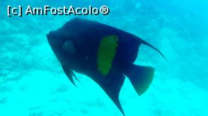 [P19] Frumuseți din Marea Roșie (dacă se poate spune așa :) ) » foto by k-lator
 - 
<span class="allrVoted glyphicon glyphicon-heart hidden" id="av1224916"></span>
<a class="m-l-10 hidden" id="sv1224916" onclick="voting_Foto_DelVot(,1224916,3529)" role="button">șterge vot <span class="glyphicon glyphicon-remove"></span></a>
<a id="v91224916" class=" c-red"  onclick="voting_Foto_SetVot(1224916)" role="button"><span class="glyphicon glyphicon-heart-empty"></span> <b>LIKE</b> = Votează poza</a> <img class="hidden"  id="f1224916W9" src="/imagini/loader.gif" border="0" /><span class="AjErrMes hidden" id="e1224916ErM"></span>