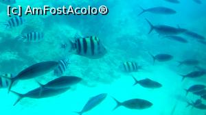 [P21] Frumuseți din Marea Roșie » foto by k-lator
 - 
<span class="allrVoted glyphicon glyphicon-heart hidden" id="av1224918"></span>
<a class="m-l-10 hidden" id="sv1224918" onclick="voting_Foto_DelVot(,1224918,3529)" role="button">șterge vot <span class="glyphicon glyphicon-remove"></span></a>
<a id="v91224918" class=" c-red"  onclick="voting_Foto_SetVot(1224918)" role="button"><span class="glyphicon glyphicon-heart-empty"></span> <b>LIKE</b> = Votează poza</a> <img class="hidden"  id="f1224918W9" src="/imagini/loader.gif" border="0" /><span class="AjErrMes hidden" id="e1224918ErM"></span>