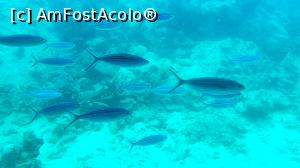 [P22] Frumuseți din Marea Roșie » foto by k-lator
 - 
<span class="allrVoted glyphicon glyphicon-heart hidden" id="av1224919"></span>
<a class="m-l-10 hidden" id="sv1224919" onclick="voting_Foto_DelVot(,1224919,3529)" role="button">șterge vot <span class="glyphicon glyphicon-remove"></span></a>
<a id="v91224919" class=" c-red"  onclick="voting_Foto_SetVot(1224919)" role="button"><span class="glyphicon glyphicon-heart-empty"></span> <b>LIKE</b> = Votează poza</a> <img class="hidden"  id="f1224919W9" src="/imagini/loader.gif" border="0" /><span class="AjErrMes hidden" id="e1224919ErM"></span>