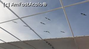 [P29] &Icirc;nsoțiți de pescăruși » foto by k-lator
 - 
<span class="allrVoted glyphicon glyphicon-heart hidden" id="av1225343"></span>
<a class="m-l-10 hidden" id="sv1225343" onclick="voting_Foto_DelVot(,1225343,3529)" role="button">șterge vot <span class="glyphicon glyphicon-remove"></span></a>
<a id="v91225343" class=" c-red"  onclick="voting_Foto_SetVot(1225343)" role="button"><span class="glyphicon glyphicon-heart-empty"></span> <b>LIKE</b> = Votează poza</a> <img class="hidden"  id="f1225343W9" src="/imagini/loader.gif" border="0" /><span class="AjErrMes hidden" id="e1225343ErM"></span>