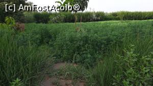 [P03] Culturi din lunca Nilului » foto by k-lator
 - 
<span class="allrVoted glyphicon glyphicon-heart hidden" id="av1226880"></span>
<a class="m-l-10 hidden" id="sv1226880" onclick="voting_Foto_DelVot(,1226880,3529)" role="button">șterge vot <span class="glyphicon glyphicon-remove"></span></a>
<a id="v91226880" class=" c-red"  onclick="voting_Foto_SetVot(1226880)" role="button"><span class="glyphicon glyphicon-heart-empty"></span> <b>LIKE</b> = Votează poza</a> <img class="hidden"  id="f1226880W9" src="/imagini/loader.gif" border="0" /><span class="AjErrMes hidden" id="e1226880ErM"></span>