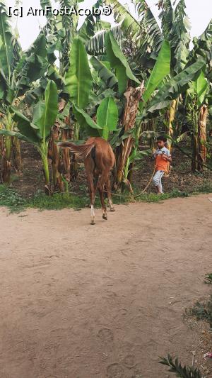 [P58] Insula bananelor - plantația cu copil și căluț » foto by k-lator
 - 
<span class="allrVoted glyphicon glyphicon-heart hidden" id="av1227494"></span>
<a class="m-l-10 hidden" id="sv1227494" onclick="voting_Foto_DelVot(,1227494,3529)" role="button">șterge vot <span class="glyphicon glyphicon-remove"></span></a>
<a id="v91227494" class=" c-red"  onclick="voting_Foto_SetVot(1227494)" role="button"><span class="glyphicon glyphicon-heart-empty"></span> <b>LIKE</b> = Votează poza</a> <img class="hidden"  id="f1227494W9" src="/imagini/loader.gif" border="0" /><span class="AjErrMes hidden" id="e1227494ErM"></span>