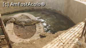 [P59] Insula bananelor - 2 crocodili inerți care nu ne-au băgat &icirc;n seamă » foto by k-lator
 - 
<span class="allrVoted glyphicon glyphicon-heart hidden" id="av1227495"></span>
<a class="m-l-10 hidden" id="sv1227495" onclick="voting_Foto_DelVot(,1227495,3529)" role="button">șterge vot <span class="glyphicon glyphicon-remove"></span></a>
<a id="v91227495" class=" c-red"  onclick="voting_Foto_SetVot(1227495)" role="button"><span class="glyphicon glyphicon-heart-empty"></span> <b>LIKE</b> = Votează poza</a> <img class="hidden"  id="f1227495W9" src="/imagini/loader.gif" border="0" /><span class="AjErrMes hidden" id="e1227495ErM"></span>