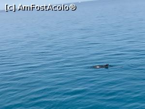 [P02] Delfin???? » foto by ux118994
 - 
<span class="allrVoted glyphicon glyphicon-heart hidden" id="av1219352"></span>
<a class="m-l-10 hidden" id="sv1219352" onclick="voting_Foto_DelVot(,1219352,3529)" role="button">șterge vot <span class="glyphicon glyphicon-remove"></span></a>
<a id="v91219352" class=" c-red"  onclick="voting_Foto_SetVot(1219352)" role="button"><span class="glyphicon glyphicon-heart-empty"></span> <b>LIKE</b> = Votează poza</a> <img class="hidden"  id="f1219352W9" src="/imagini/loader.gif" border="0" /><span class="AjErrMes hidden" id="e1219352ErM"></span>