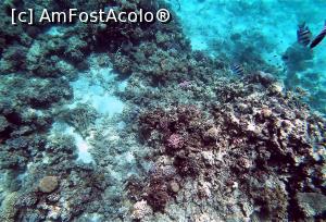 [P11] coral » foto by vivi2002
 - 
<span class="allrVoted glyphicon glyphicon-heart hidden" id="av1230533"></span>
<a class="m-l-10 hidden" id="sv1230533" onclick="voting_Foto_DelVot(,1230533,3529)" role="button">șterge vot <span class="glyphicon glyphicon-remove"></span></a>
<a id="v91230533" class=" c-red"  onclick="voting_Foto_SetVot(1230533)" role="button"><span class="glyphicon glyphicon-heart-empty"></span> <b>LIKE</b> = Votează poza</a> <img class="hidden"  id="f1230533W9" src="/imagini/loader.gif" border="0" /><span class="AjErrMes hidden" id="e1230533ErM"></span>