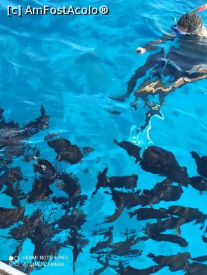 [P06] La snorkeling ... » foto by criss_bv*
 - 
<span class="allrVoted glyphicon glyphicon-heart hidden" id="av1213600"></span>
<a class="m-l-10 hidden" id="sv1213600" onclick="voting_Foto_DelVot(,1213600,3529)" role="button">șterge vot <span class="glyphicon glyphicon-remove"></span></a>
<a id="v91213600" class=" c-red"  onclick="voting_Foto_SetVot(1213600)" role="button"><span class="glyphicon glyphicon-heart-empty"></span> <b>LIKE</b> = Votează poza</a> <img class="hidden"  id="f1213600W9" src="/imagini/loader.gif" border="0" /><span class="AjErrMes hidden" id="e1213600ErM"></span>