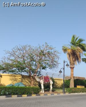 [P21] Am văzut și o cămilă &icirc;n apropierea moscheei. » foto by Rodel
 - 
<span class="allrVoted glyphicon glyphicon-heart hidden" id="av1231426"></span>
<a class="m-l-10 hidden" id="sv1231426" onclick="voting_Foto_DelVot(,1231426,3529)" role="button">șterge vot <span class="glyphicon glyphicon-remove"></span></a>
<a id="v91231426" class=" c-red"  onclick="voting_Foto_SetVot(1231426)" role="button"><span class="glyphicon glyphicon-heart-empty"></span> <b>LIKE</b> = Votează poza</a> <img class="hidden"  id="f1231426W9" src="/imagini/loader.gif" border="0" /><span class="AjErrMes hidden" id="e1231426ErM"></span>