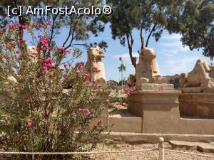 [P06] Aleea sfincșilor, printre leandri, Karnak. » foto by maryka
 - 
<span class="allrVoted glyphicon glyphicon-heart hidden" id="av1223841"></span>
<a class="m-l-10 hidden" id="sv1223841" onclick="voting_Foto_DelVot(,1223841,3529)" role="button">șterge vot <span class="glyphicon glyphicon-remove"></span></a>
<a id="v91223841" class=" c-red"  onclick="voting_Foto_SetVot(1223841)" role="button"><span class="glyphicon glyphicon-heart-empty"></span> <b>LIKE</b> = Votează poza</a> <img class="hidden"  id="f1223841W9" src="/imagini/loader.gif" border="0" /><span class="AjErrMes hidden" id="e1223841ErM"></span>