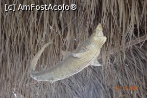 [P19] la bar exponate » foto by vacantamea2012
 - 
<span class="allrVoted glyphicon glyphicon-heart hidden" id="av1197079"></span>
<a class="m-l-10 hidden" id="sv1197079" onclick="voting_Foto_DelVot(,1197079,3529)" role="button">șterge vot <span class="glyphicon glyphicon-remove"></span></a>
<a id="v91197079" class=" c-red"  onclick="voting_Foto_SetVot(1197079)" role="button"><span class="glyphicon glyphicon-heart-empty"></span> <b>LIKE</b> = Votează poza</a> <img class="hidden"  id="f1197079W9" src="/imagini/loader.gif" border="0" /><span class="AjErrMes hidden" id="e1197079ErM"></span>