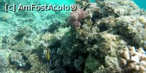 [P35] Ceva din lumea subacvatică » foto by AZE
 - 
<span class="allrVoted glyphicon glyphicon-heart hidden" id="av1222755"></span>
<a class="m-l-10 hidden" id="sv1222755" onclick="voting_Foto_DelVot(,1222755,3529)" role="button">șterge vot <span class="glyphicon glyphicon-remove"></span></a>
<a id="v91222755" class=" c-red"  onclick="voting_Foto_SetVot(1222755)" role="button"><span class="glyphicon glyphicon-heart-empty"></span> <b>LIKE</b> = Votează poza</a> <img class="hidden"  id="f1222755W9" src="/imagini/loader.gif" border="0" /><span class="AjErrMes hidden" id="e1222755ErM"></span>