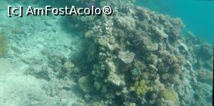 [P36] Ceva din lumea subacvatică » foto by AZE
 - 
<span class="allrVoted glyphicon glyphicon-heart hidden" id="av1222756"></span>
<a class="m-l-10 hidden" id="sv1222756" onclick="voting_Foto_DelVot(,1222756,3529)" role="button">șterge vot <span class="glyphicon glyphicon-remove"></span></a>
<a id="v91222756" class=" c-red"  onclick="voting_Foto_SetVot(1222756)" role="button"><span class="glyphicon glyphicon-heart-empty"></span> <b>LIKE</b> = Votează poza</a> <img class="hidden"  id="f1222756W9" src="/imagini/loader.gif" border="0" /><span class="AjErrMes hidden" id="e1222756ErM"></span>