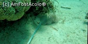 [P37] Viețuitoare din lumea subacvatică » foto by AZE
 - 
<span class="allrVoted glyphicon glyphicon-heart hidden" id="av1222757"></span>
<a class="m-l-10 hidden" id="sv1222757" onclick="voting_Foto_DelVot(,1222757,3529)" role="button">șterge vot <span class="glyphicon glyphicon-remove"></span></a>
<a id="v91222757" class=" c-red"  onclick="voting_Foto_SetVot(1222757)" role="button"><span class="glyphicon glyphicon-heart-empty"></span> <b>LIKE</b> = Votează poza</a> <img class="hidden"  id="f1222757W9" src="/imagini/loader.gif" border="0" /><span class="AjErrMes hidden" id="e1222757ErM"></span>