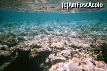 [P29] Coralii si marea - poza facuta de mine cu aparat foto subacvatic. » foto by presario
 - 
<span class="allrVoted glyphicon glyphicon-heart hidden" id="av136184"></span>
<a class="m-l-10 hidden" id="sv136184" onclick="voting_Foto_DelVot(,136184,3529)" role="button">șterge vot <span class="glyphicon glyphicon-remove"></span></a>
<a id="v9136184" class=" c-red"  onclick="voting_Foto_SetVot(136184)" role="button"><span class="glyphicon glyphicon-heart-empty"></span> <b>LIKE</b> = Votează poza</a> <img class="hidden"  id="f136184W9" src="/imagini/loader.gif" border="0" /><span class="AjErrMes hidden" id="e136184ErM"></span>