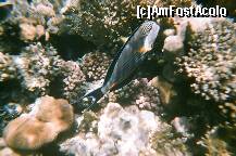 [P30] Poza facuta de mine cu aparat foto subacvatic. » foto by presario
 - 
<span class="allrVoted glyphicon glyphicon-heart hidden" id="av136188"></span>
<a class="m-l-10 hidden" id="sv136188" onclick="voting_Foto_DelVot(,136188,3529)" role="button">șterge vot <span class="glyphicon glyphicon-remove"></span></a>
<a id="v9136188" class=" c-red"  onclick="voting_Foto_SetVot(136188)" role="button"><span class="glyphicon glyphicon-heart-empty"></span> <b>LIKE</b> = Votează poza</a> <img class="hidden"  id="f136188W9" src="/imagini/loader.gif" border="0" /><span class="AjErrMes hidden" id="e136188ErM"></span>