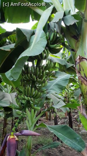 [P08] Banana Island » foto by pinfy
 - 
<span class="allrVoted glyphicon glyphicon-heart hidden" id="av1023404"></span>
<a class="m-l-10 hidden" id="sv1023404" onclick="voting_Foto_DelVot(,1023404,3529)" role="button">șterge vot <span class="glyphicon glyphicon-remove"></span></a>
<a id="v91023404" class=" c-red"  onclick="voting_Foto_SetVot(1023404)" role="button"><span class="glyphicon glyphicon-heart-empty"></span> <b>LIKE</b> = Votează poza</a> <img class="hidden"  id="f1023404W9" src="/imagini/loader.gif" border="0" /><span class="AjErrMes hidden" id="e1023404ErM"></span>